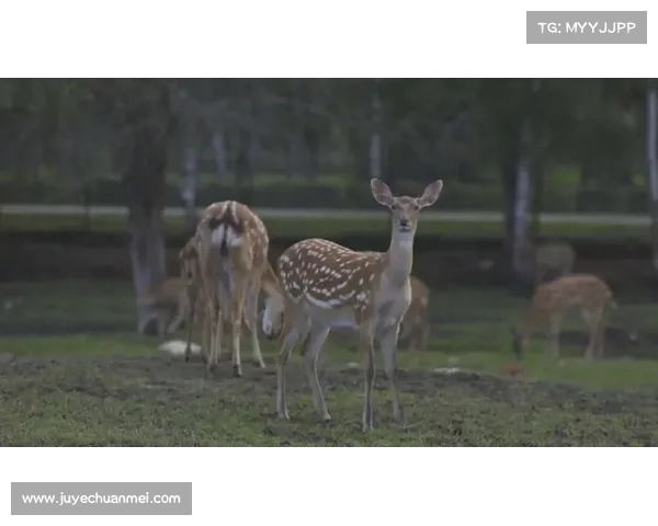 打造超凡脱俗的野生动物园体验感受与自然亲密接触的全新旅程 打造超凡脱俗的野生动物园体验感受与自然亲密接触的全新旅程